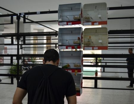 Más de 2.100 ejemplares de pájaros se han podido ver en el concurso exposición ornitológica