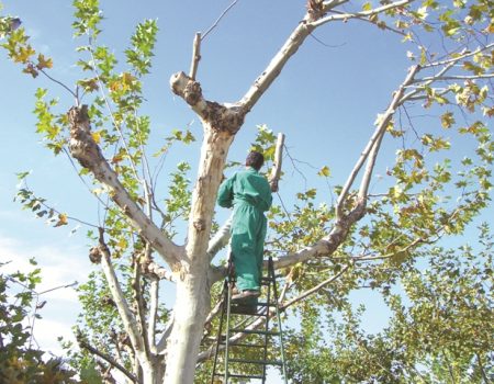 Navisa se encargará este invierno de la poda de varias calles