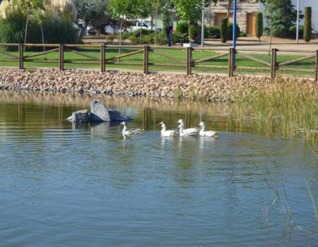 Las ocas vuelven al estanque del Parque del Rodeo