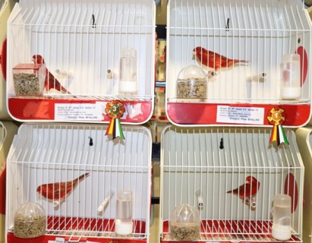 Casi 1.300 ejemplares componen el XXV concurso ornitológico de la Asociación Ornitológica Cultural y Deportiva de La Sirena