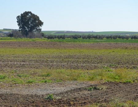 La concejalía de agricultura coordina los trabajos de prevención de robos de aceitunas en el campo