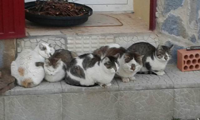Colonia gatos 1 f4c07