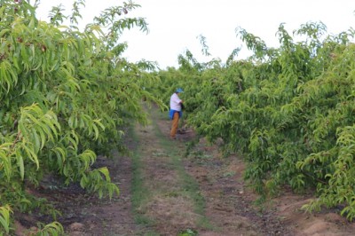 En marcha, la campaña de prevención de robos en las explotaciones agrícolas