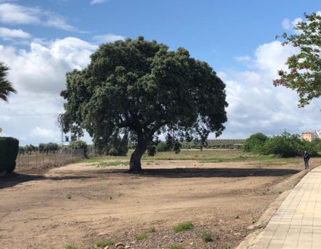 Andrés Pérez de Villar, estudiante de Ciencias Medioambientales, presenta la “encina serona” para que sea árbol del año en España