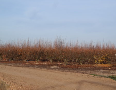 Continúa la quema de restos de cosecha para destruir malas hierbas y esporas de hongos, evitando el uso de fitosanitarios