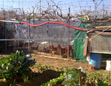 La Delegación del Gobierno permite atender los huertos para autoconsumo con la duración indispensable