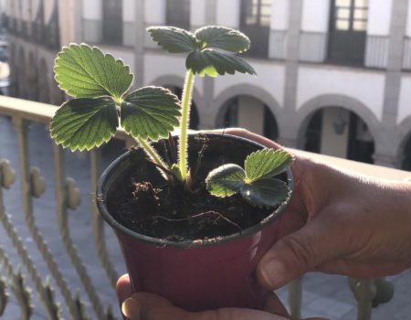 Villanueva de la Serena participará en la II edición del proyecto “Vigilantes del Aire”