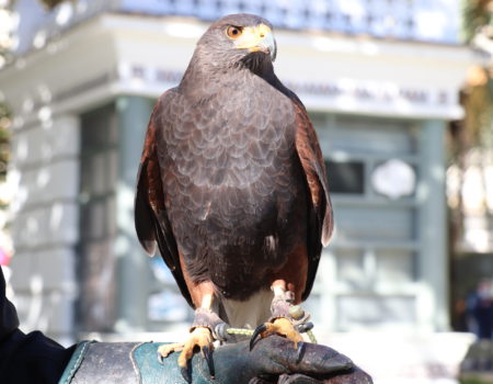 Aves rapaces para ahuyentar a las palomas