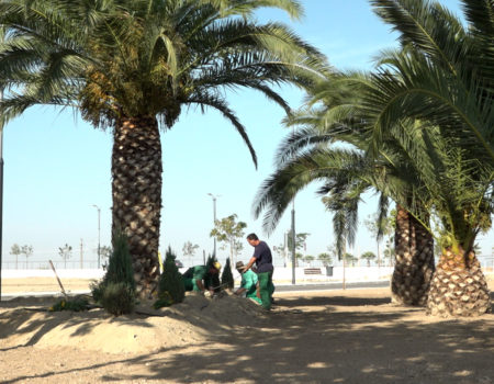 Parques y jardines crea un espacio ajardinado en la calle Charco del Bicho