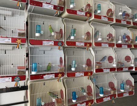 Alrededor de 800 ejemplares componen una nueva edición del concurso ornitológico que organiza la Asociación Ornitológica Cultural y Deportiva de La Sirena