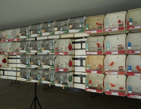 750 ejemplares componen el XXIX concurso ornitológico que organiza la A.O.C.D La Sirena