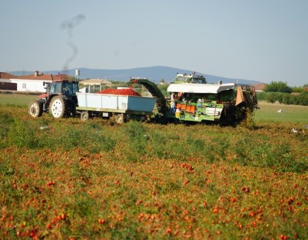 En marcha la campaña de prevención de robos en el campo ante la cosecha de tomate y fruta