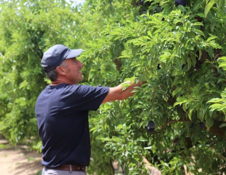 Un curso de poda de frutales, nueva acción formativa del programa Crisol