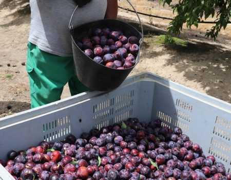 Abierto el plazo de inscripción para los cursos operador de carretillas elevadoras y manipulador de alimentos