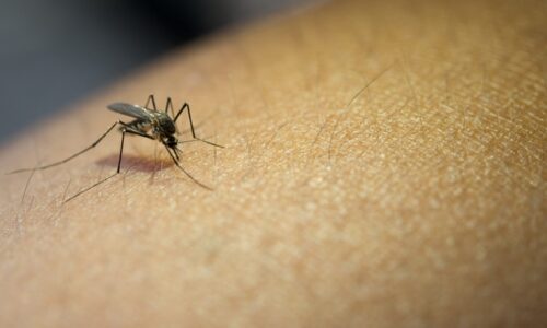 Recomendaciones para la prevención de la propagación del Virus del Nilo