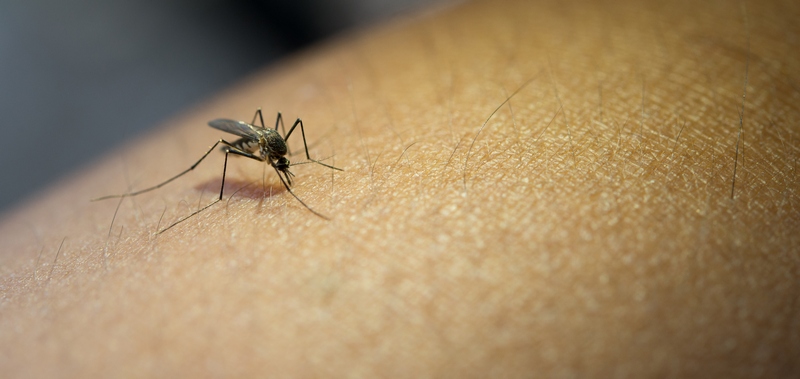 Recomendaciones para la prevención de la propagación del Virus del Nilo